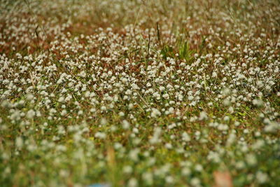 Close-up of white flowering plants on field