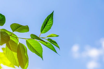 Green leaves in the forest in the light of the sun