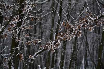 Close-up of frozen plants