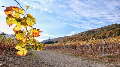 View of vineyard against sky