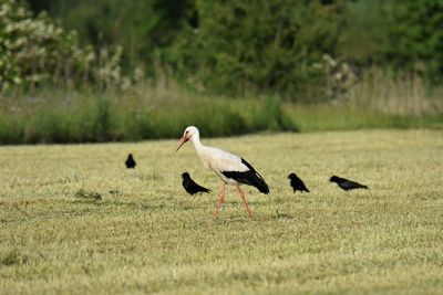 Stork and raven on a field