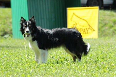 Portrait of dog on grass