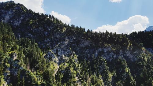 Low angle view of trees against sky in forest