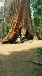 Full length of horse on tree trunk