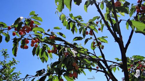 Low angle view of tree against sky