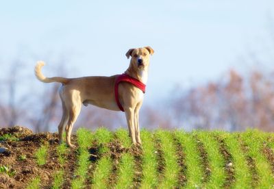 Dog standing in field