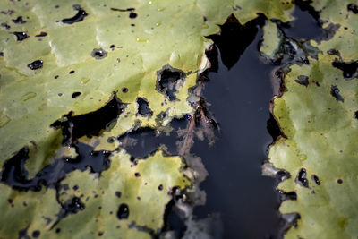 High angle view of leaves floating on water