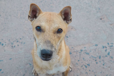 Close-up portrait of dog