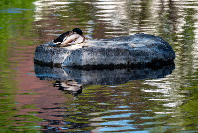 Duck swimming in a lake