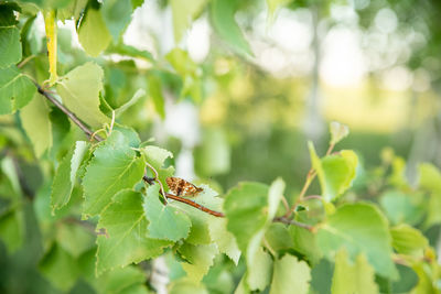 Close-up of insect on leaves