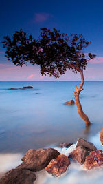 Tree on rocks by sea against sky