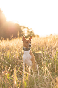 Dog sitting on grass