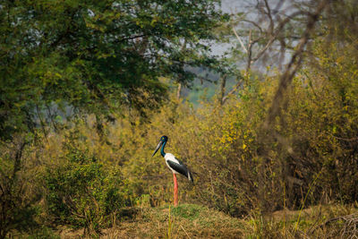Side view of a bird in a forest