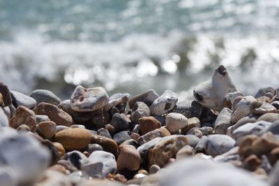 View of birds on beach