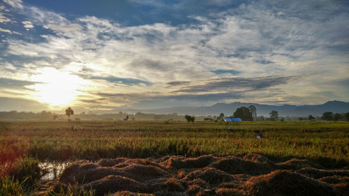 Scenic view of field against sky at sunset