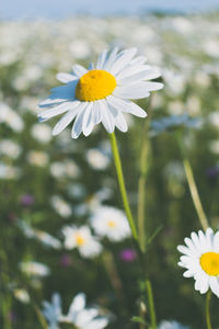 Close-up of white daisy flower