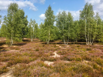 Trees on field against sky