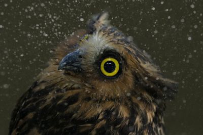 Close-up portrait of owl