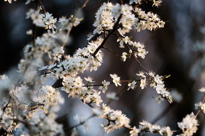 Close-up of white cherry blossom tree