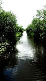 Scenic view of river with trees in background