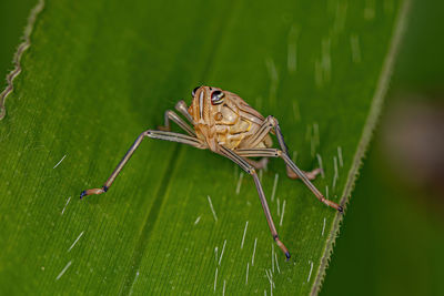 Close-up of insect on leaf