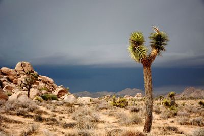 Palm trees on landscape against sky