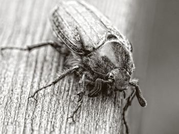 Close-up of lizard on wooden surface