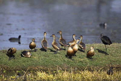 Flock of birds in the lake