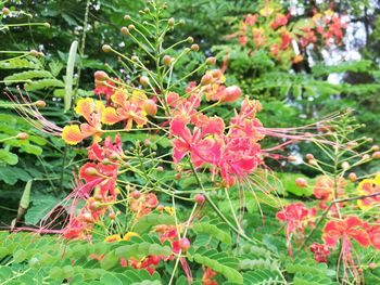 Close-up of red flowering plants