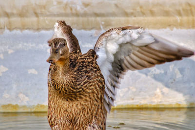 Side view of a bird at lakeshore