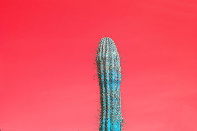 Close-up of succulent plant against red background