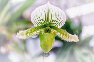 Close-up of flowering plant