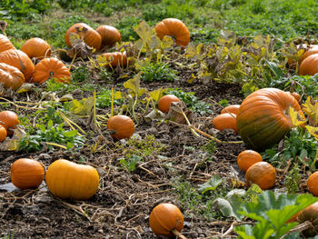 Close-up of pumpkins on field