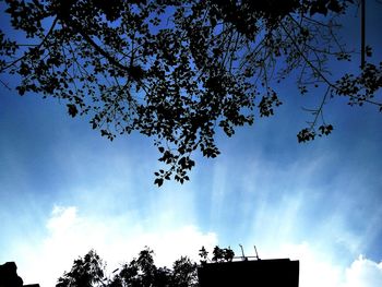 Low angle view of silhouette tree against sky