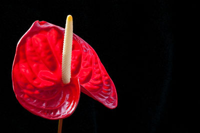 Close-up of red rose against black background