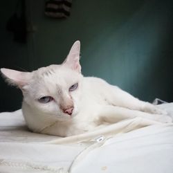 Close-up of a cat resting on bed