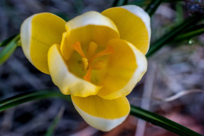 Close-up of yellow flower