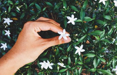 Close-up of hand holding flower