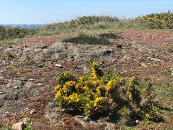 Scenic view of flowering plants on land against sky