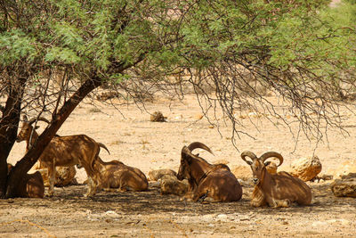 Flock of sheep resting on tree