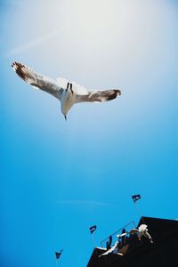 Low angle view of seagulls flying against clear blue sky