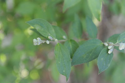 Close-up of dew drops on leaves