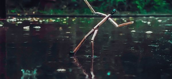 Close-up of dragonfly on lake