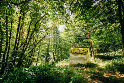 Trees in forest