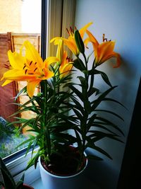 Close-up of yellow potted plant by window at home