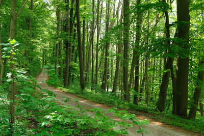 German mixed forest in spring. curved forest trail wild garlic  flowers. tree trunks  morning light.