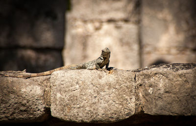 Close-up of lizard on rock against wall