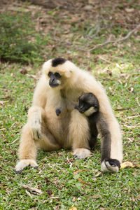 Close-up of monkey sitting on grass