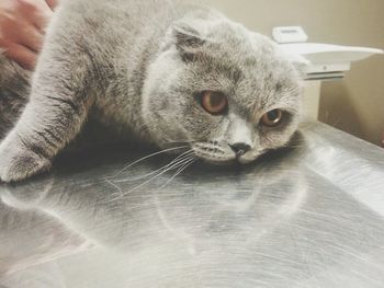 Close-up portrait of cat relaxing