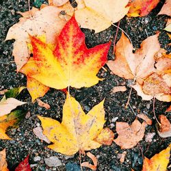 Close-up of maple leaf fallen on autumn leaves